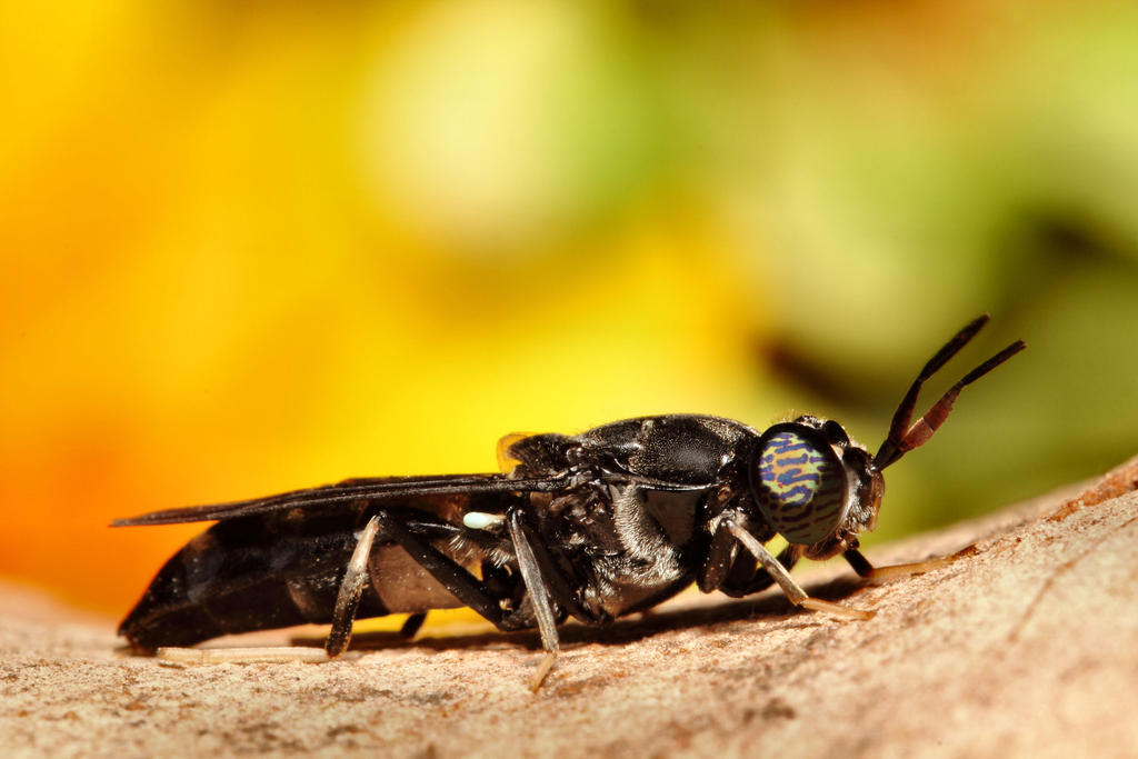 Black Soldier Fly