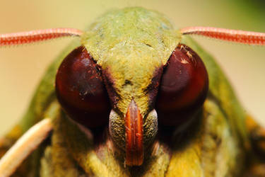 Gaudy Sphinx Moth