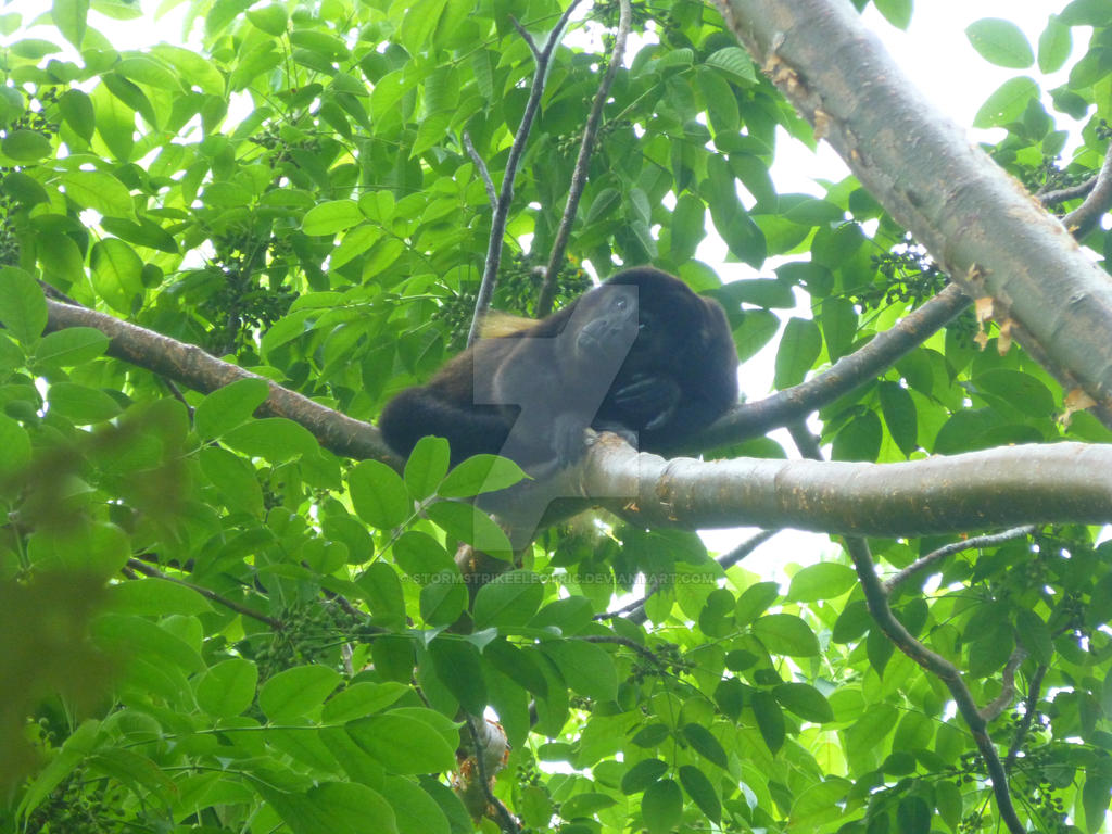 Howler Monkey