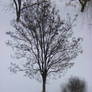 winter tree