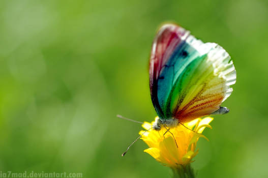 Flying Rainbow