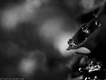 .::Harsh.Dreams::. by iA7mad