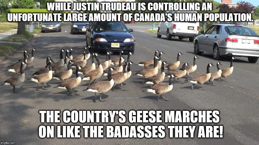 Canadian Goose Ritual Goose meme (2) by ARCGaming91 on DeviantArt