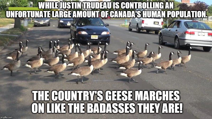 Goose meme (2) by ARCGaming91 on DeviantArt