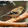 Goldfinch