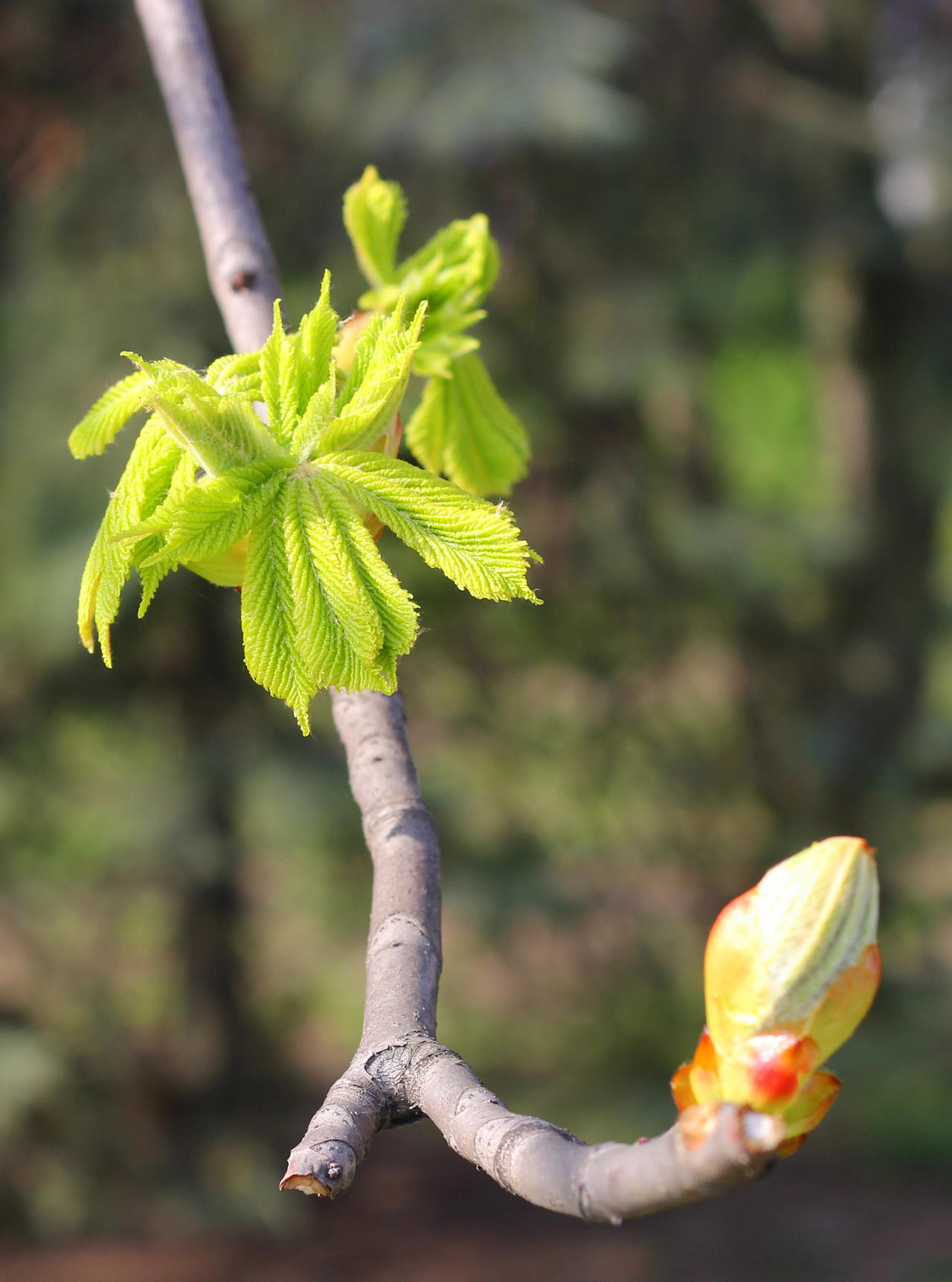 chestnut