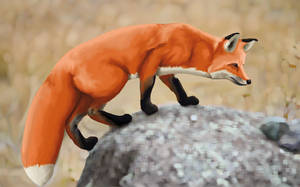 Fox study