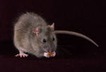 Just a Rat by Hope72