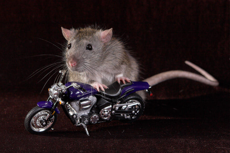 Rider-rat by Hope72 on DeviantArt