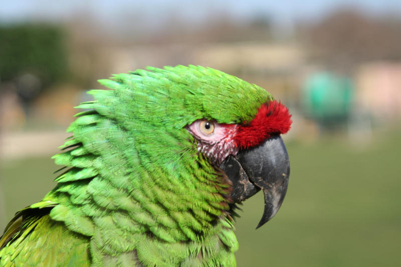 Macaw