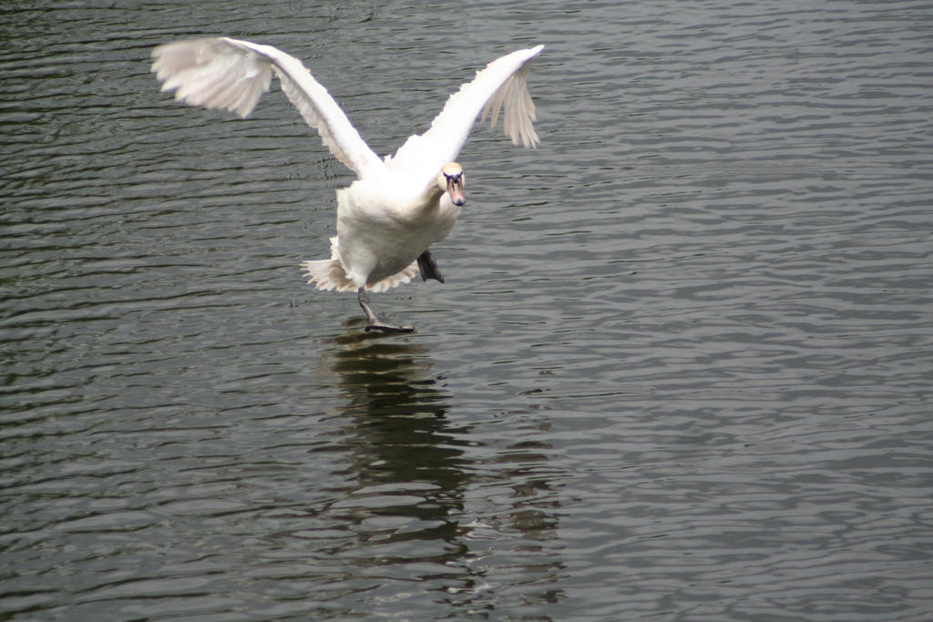 Swan Short Finals