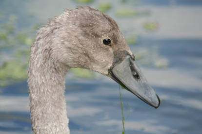 Cygnet