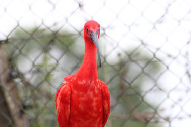 Scarlet Ibis