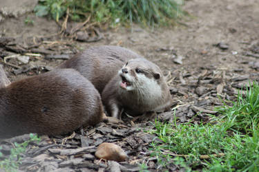 Asiatic Short-Clawed Otters