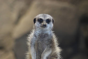 Meerkat