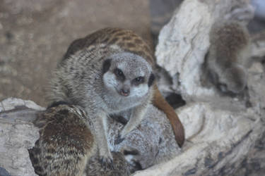 Meerkat Bundle