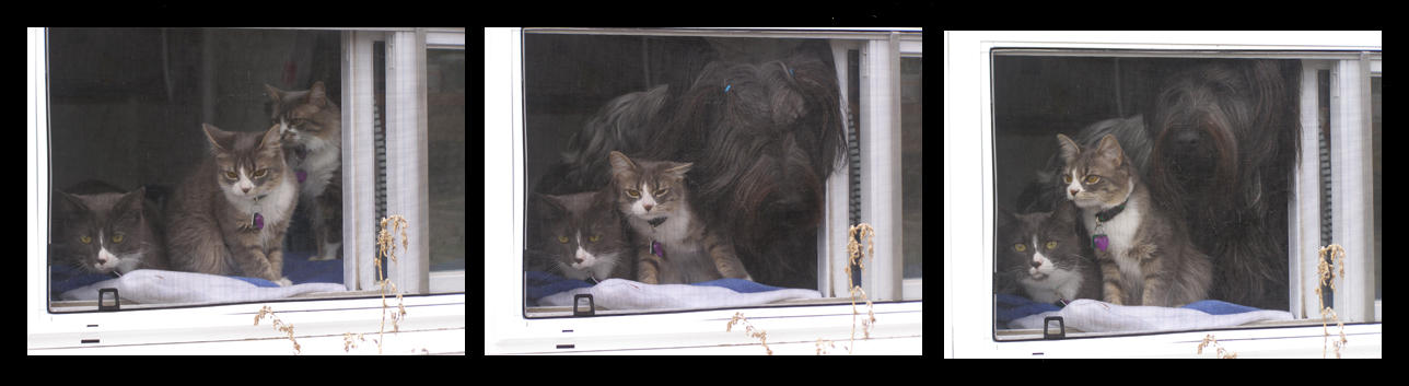 Window Watchers