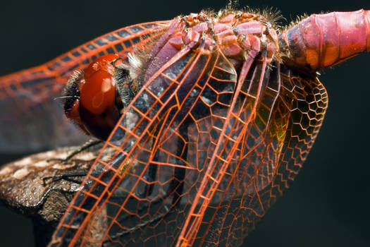 Violet Darter on a Nail