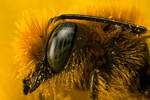 Miner Bee at 4x by dalantech