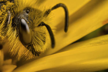 Portrait of a Bee