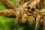 Wolf Spider at 3x by dalantech