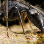 Carpenter Ant at 3x