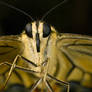 Swallowtail Butterfly 1-1