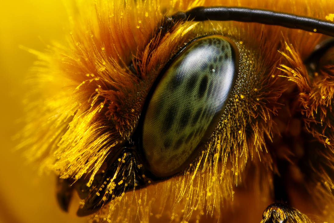 Глаза насекомых имеют. Фасеточные глаза пчелы. Макросъемка насекомых. Пчела Макросъемка. Глаза шмеля.