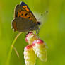 Butterfly Close-up I