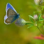 Butterfly Close-up III