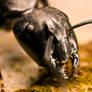 Carpenter Ant at 5x II