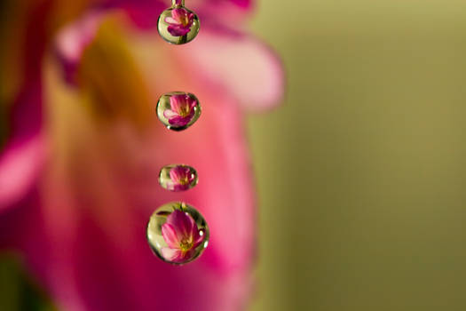 Flower Drops