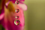 Flower Drops by dalantech