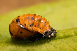 Future Ladybug