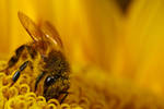 Honeybee on Sunflower I by dalantech