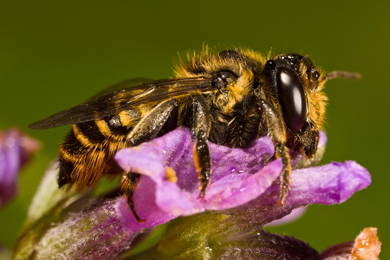 July Solitary Bee IV