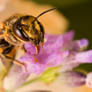 July Solitary Bee V