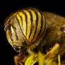 Hungry Hoverfly VI