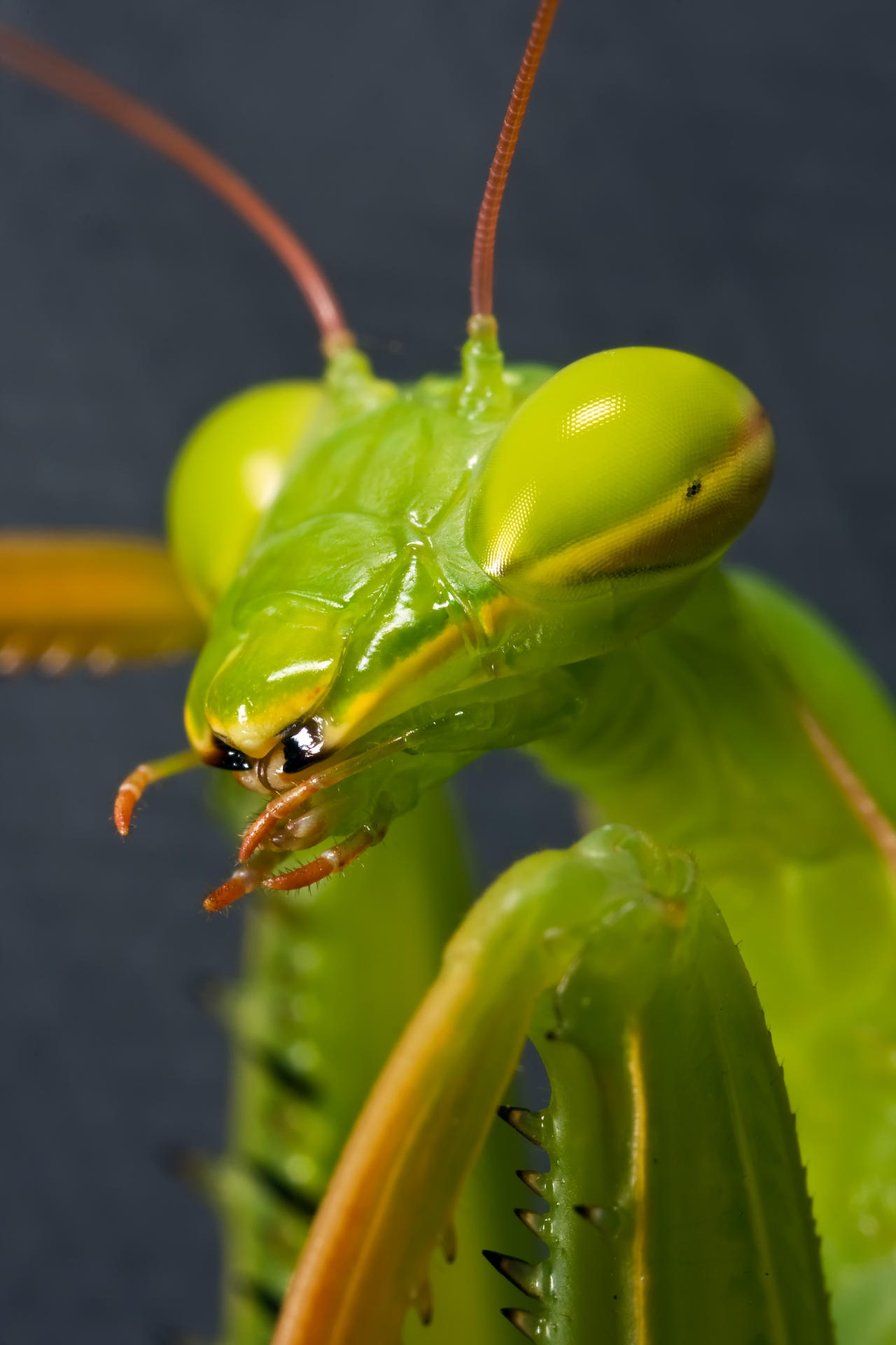 Mantis Portrait
