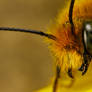 Miner Bee Profile