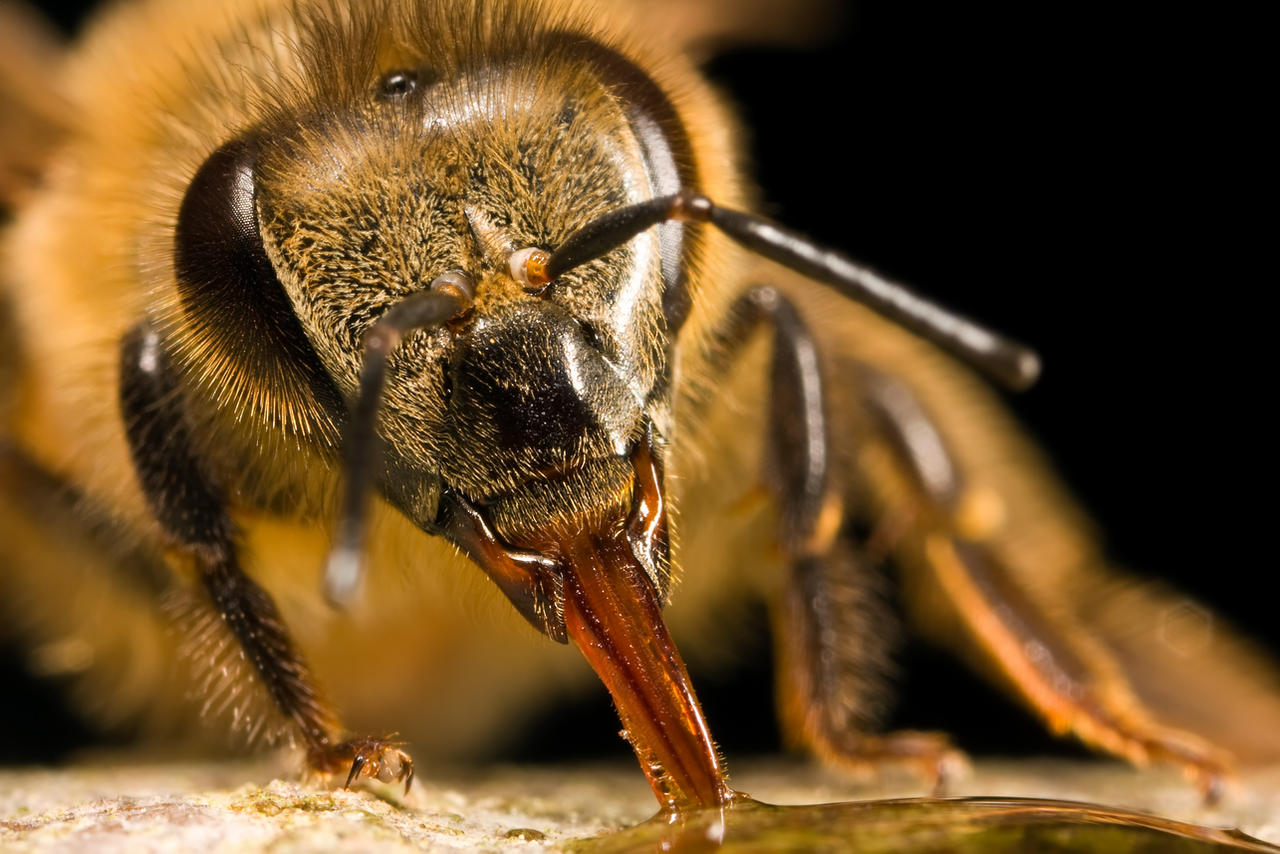 Hungry Honeybee I