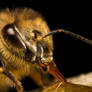 Hungry Honeybee II