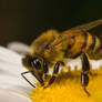 Wild Honeybee II