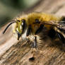 Hairy Footed Bee I