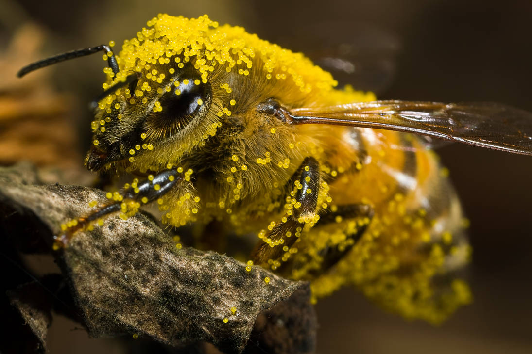 Пчела питается пыльцой. Гималайская пчела. Шмель древоточец. Насекомые пчела. Дикие пчелы.