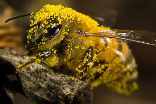 Covered in Pumpkin Pollen III