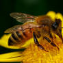 Honeybee on Yellow III