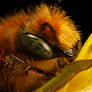 Miner Bee Portrait