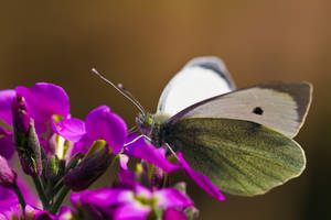 First Butterfly of 2009