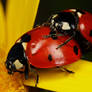 Making Ladybugs